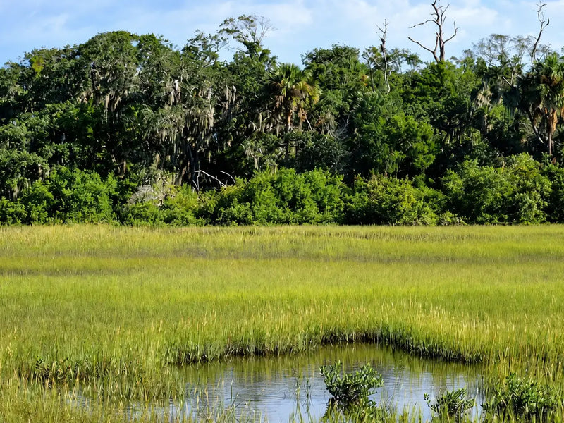 Catch-up | On The Trail With Constantine | Part 1 Of An 8000+ Mile Hiking Season | Florida Trail