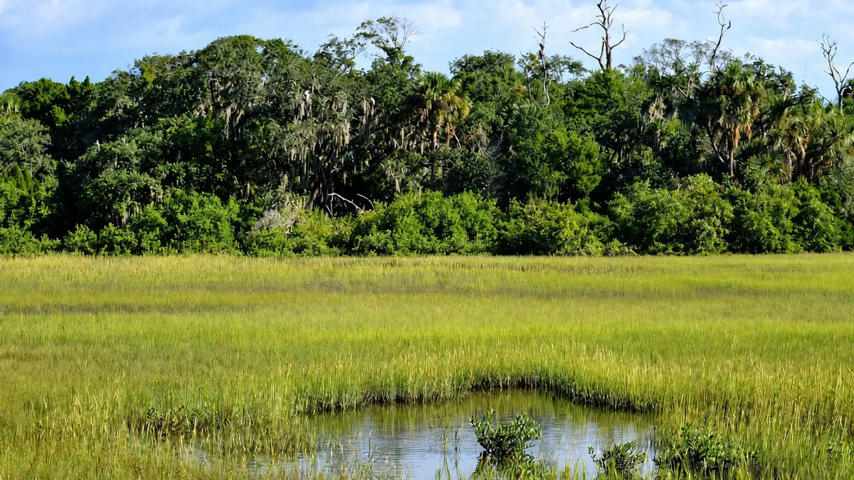Catch-up | On The Trail With Constantine | Part 1 Of An 8000+ Mile Hiking Season | Florida Trail