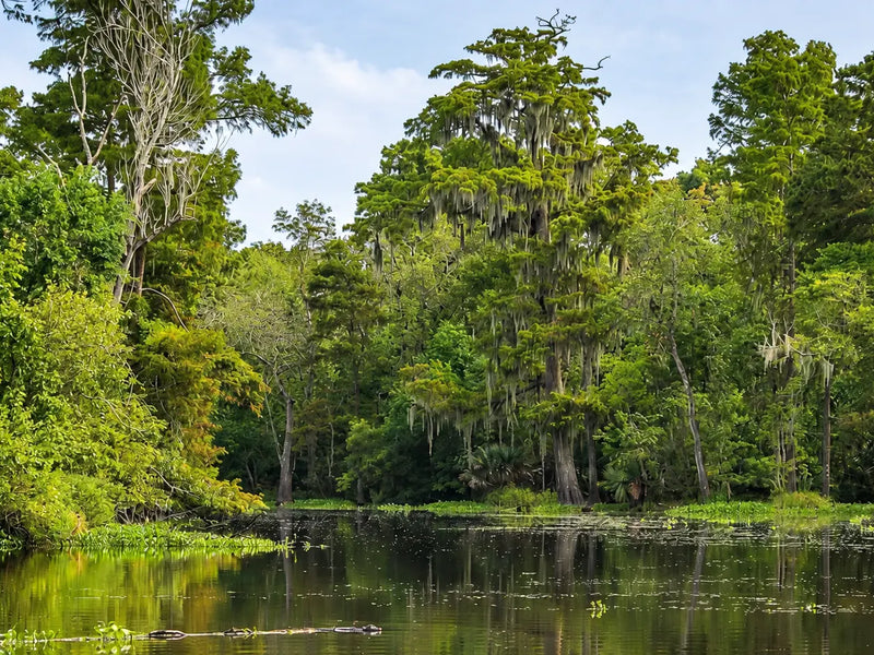 Catch-up | On The Trail With Constantine | Part 2 Of An 8000+ Mile Hiking Season | Florida Trail