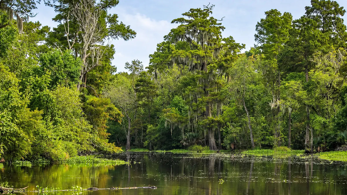 Catch-up | On The Trail With Constantine | Part 2 Of An 8000+ Mile Hiking Season | Florida Trail