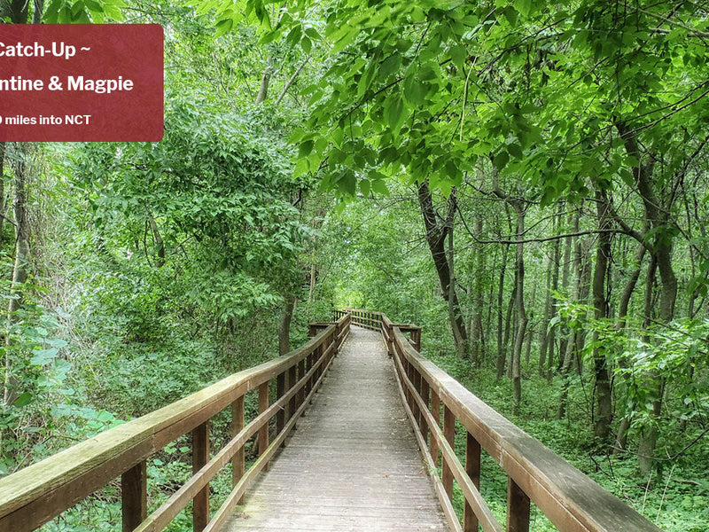 Catch-up | On The Trail With Constantine & Magpie | Part 7 Of An 8000+ Mile Hiking Season | NCT